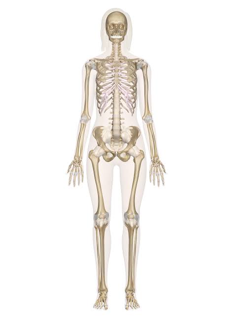 Human Anatomy Skeletons